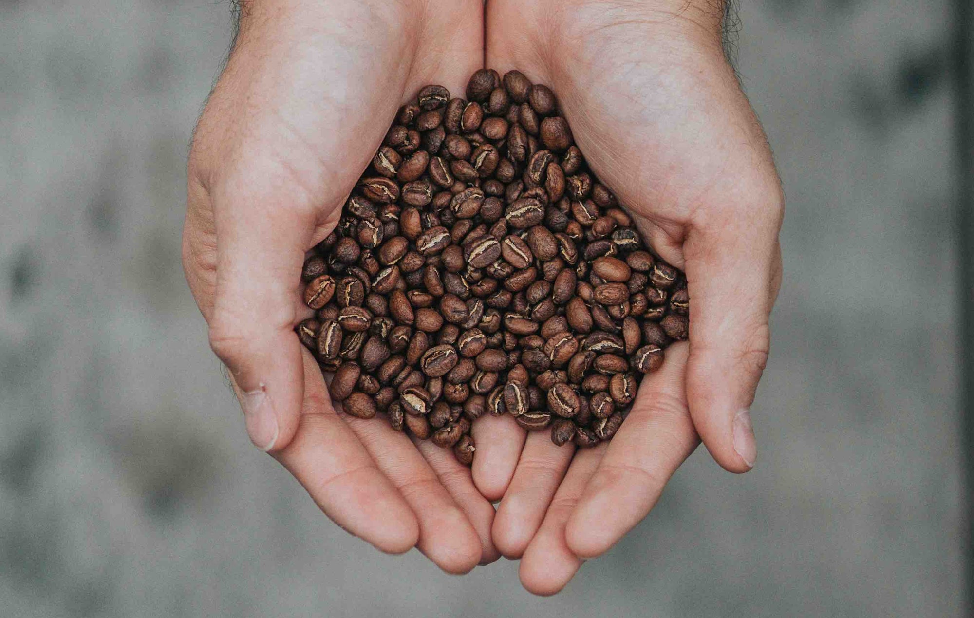 coffee beans cupped in open hands